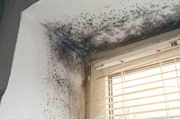 Affordable Mold Remediation solutions in Mount Freedom, NJ